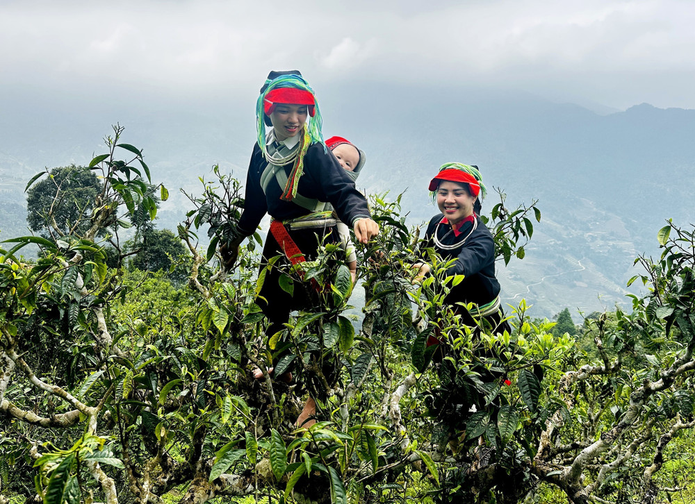 Ha Giang Tea Plantations: Discover Shan Tuyet Tea in Vietnam 2025 39 4 che co tram nam vao vu giua dai ngan tay con linh 7988791