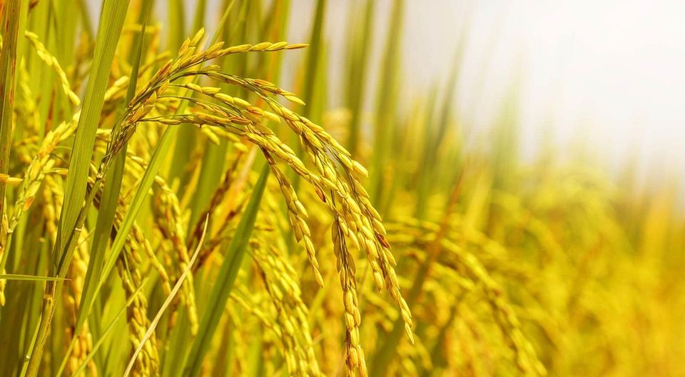 Beyond the Fields: Harvest Time in North Vietnam – Culture, Rice, and Connection 12 01 1205