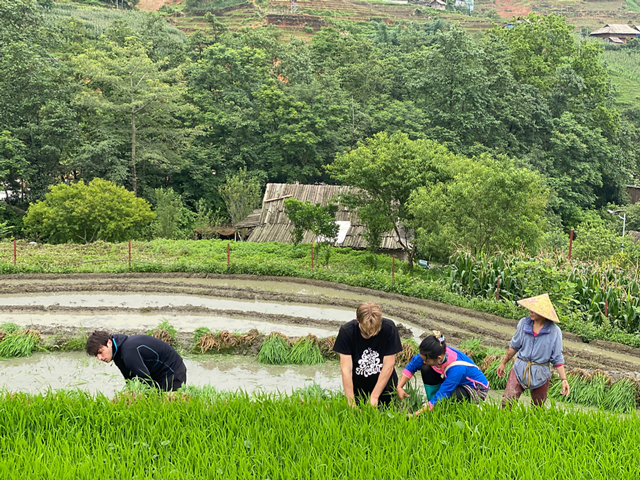 Beyond the Fields: Harvest Time in North Vietnam – Culture, Rice, and Connection 10 1