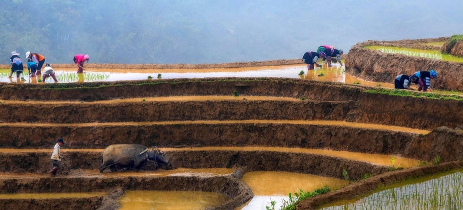 Beyond the Fields: Harvest Time in North Vietnam – Culture, Rice, and Connection 3 3 5