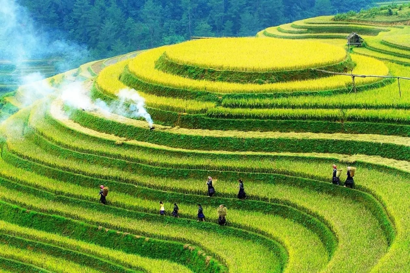 The Mirror Season in Sapa: 10+ Rice Terraces You Can’t Miss in May 2025! 4 4