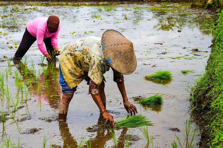 Beyond the Fields: Harvest Time in North Vietnam – Culture, Rice, and Connection 4 6 2