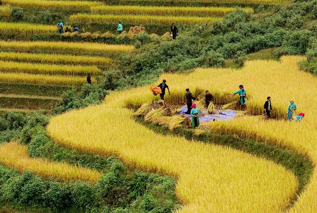 The Mirror Season in Sapa: 10+ Rice Terraces You Can’t Miss in May 2025! 6 6 7