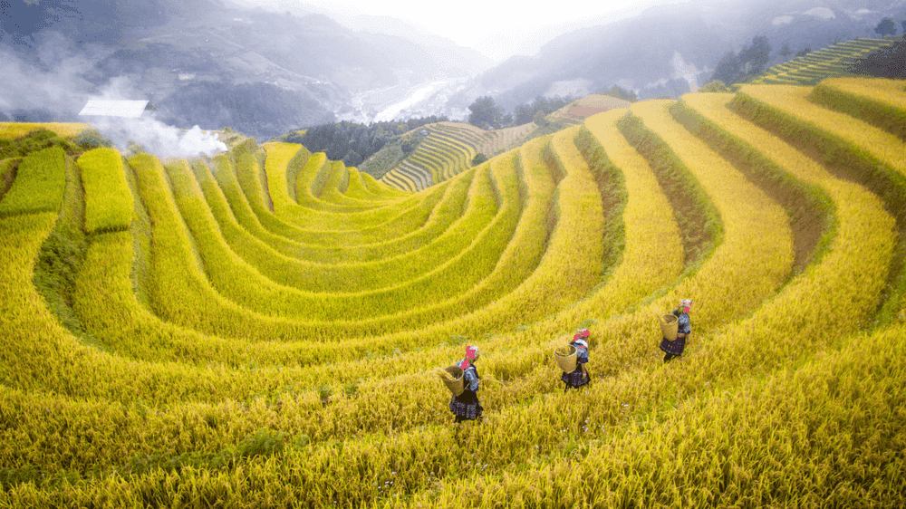 The Mirror Season in Sapa: 10+ Rice Terraces You Can’t Miss in May 2025! 7 7 1