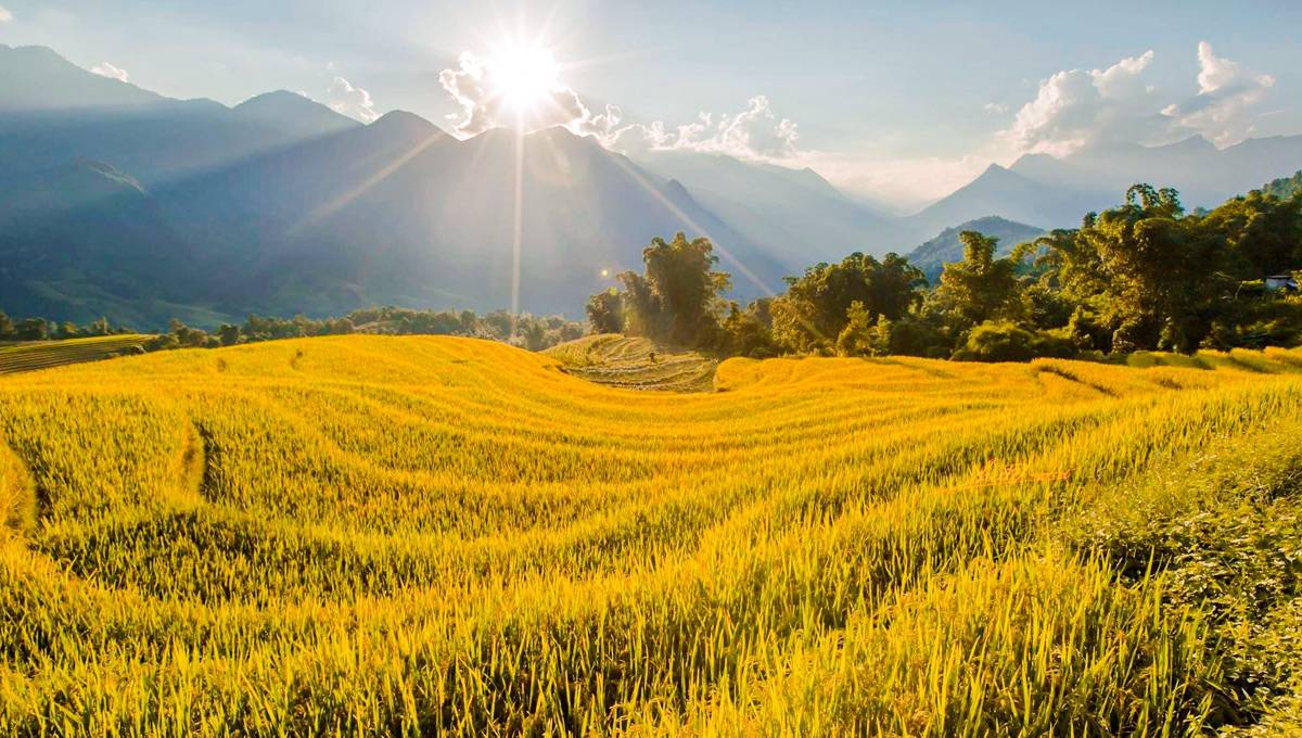The Mirror Season in Sapa: 10+ Rice Terraces You Can’t Miss in May 2025! 8 8 5