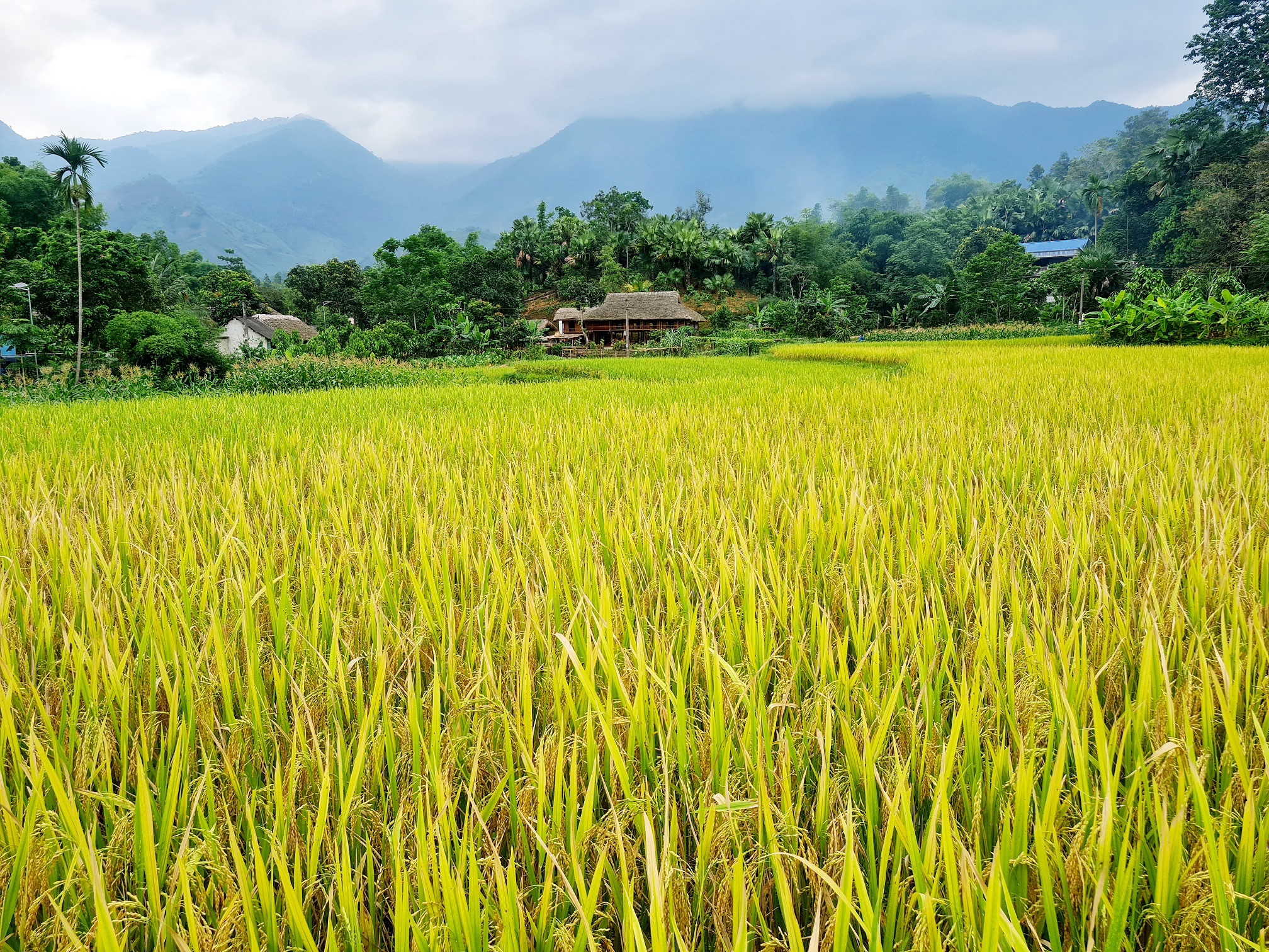 Beyond the Fields: Harvest Time in North Vietnam – Culture, Rice, and Connection 6 Ban lang binh yen mua lua chin