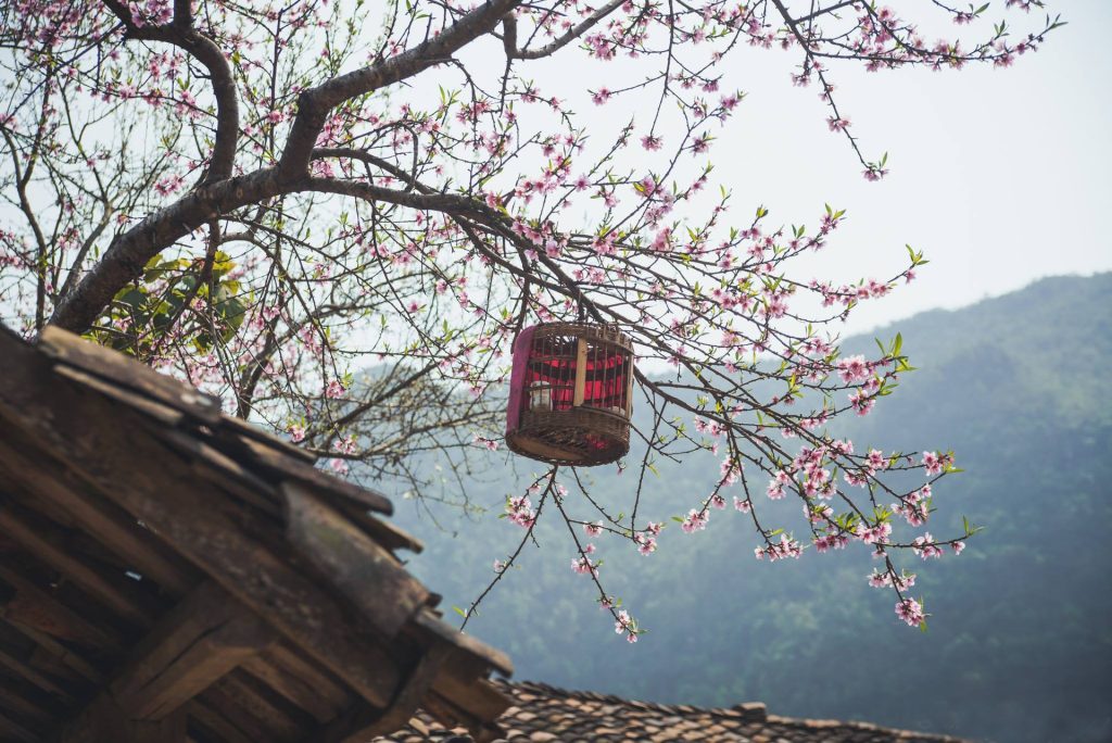 Life After the Ha Giang Loop: Recover, Recharge & Reconnect at Lazy Cat Homestay 79 hanoimoi.com .vn uploads interactive 20210312 7367c3a2 e6c2 45f4 bed4 250323283e5f