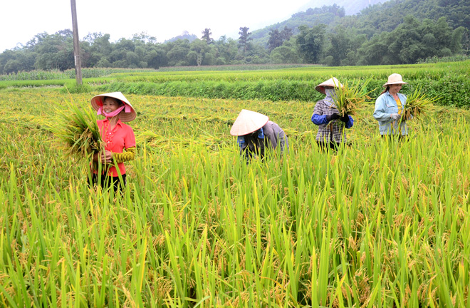 Beyond the Fields: Harvest Time in North Vietnam – Culture, Rice, and Connection 7 img 20200515090643