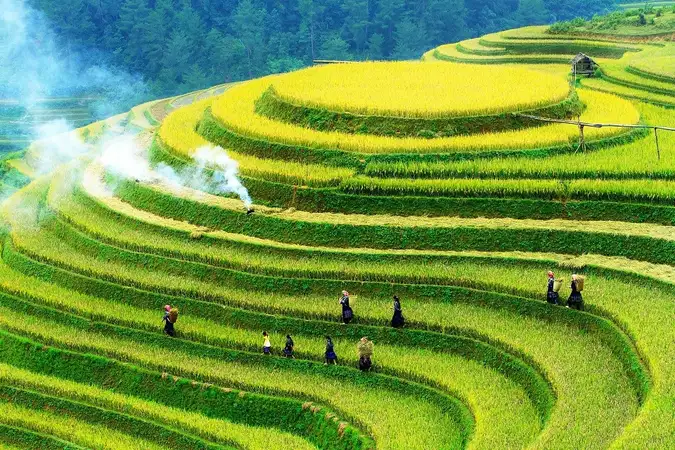 Beyond the Fields: Harvest Time in North Vietnam – Culture, Rice, and Connection 8 ngam lua chin 6