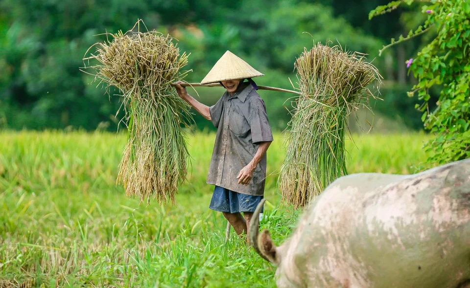 Beyond the Fields: Harvest Time in North Vietnam – Culture, Rice, and Connection 5 nghe an 1621305724170 e1755936087970