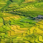 Beyond the Fields: Harvest Time in North Vietnam – Culture, Rice, and Connection 24 ruong bac thang sa pa