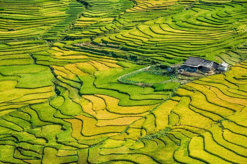 Beyond the Fields: Harvest Time in North Vietnam – Culture, Rice, and Connection 24 ruong bac thang sa pa